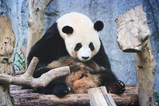 野生大熊猫倒立撒尿-摄图网