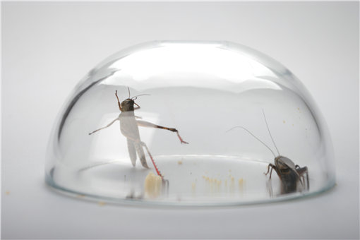 蟋蟀是益虫还是害虫？它和蛐蛐一样吗？吃什么的？附生活习性