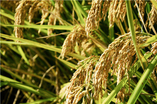 水稻抽穗期病虫害防治要点-摄图网