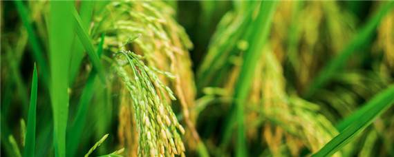 水稻抽穗期什么时候打药？水稻抽穗期打什么预防害虫