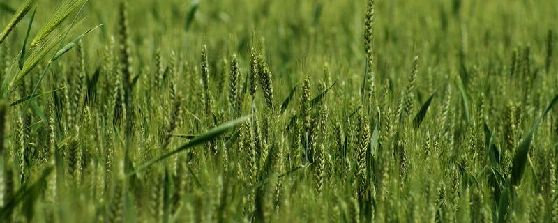 下雨对小麦扬花有影响吗,影响产量吗？关于小麦的问题！