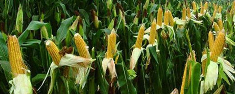 玉米出穗下雨会影响产量吗,下雨后玉米苗顶不出来怎么办