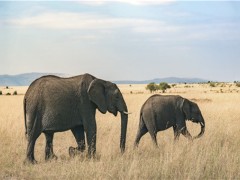 津巴布韦再现大象神秘死亡 导致它们最终什么都吃