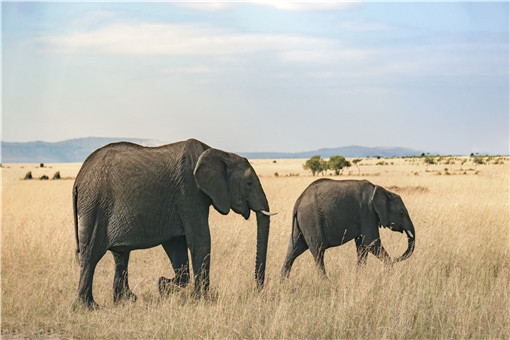 津巴布韦再现大象神秘死亡-摄图网