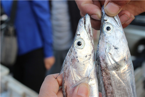 近期青岛刀鱼价格减半-摄图网
