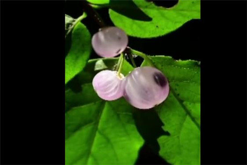 我国特有植物蕊被忍冬再现