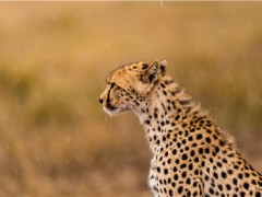 浙江首例野生豹猫幼崽饲养成功 野豹的生活习性