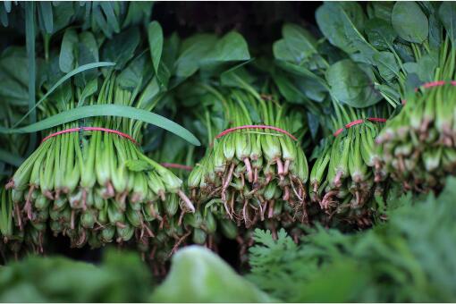 菠菜种植方法-摄图网
