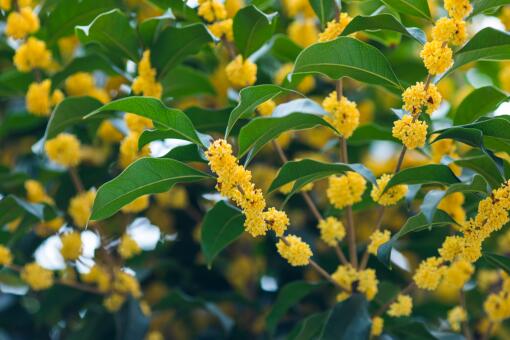 官方回应桂花巷桂花树被砍完-摄图网