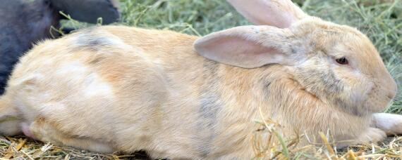 农村养兔子怎么做兔窝