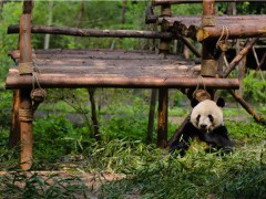 大熊猫雷雷癫痫发作去世，抢救无效去世！附相关介绍
