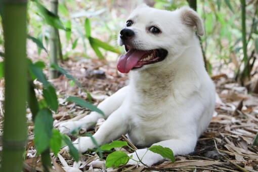 如何鉴别中华田园犬-摄图网