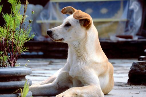 辽宁省禁养的犬种有哪些-摄图网