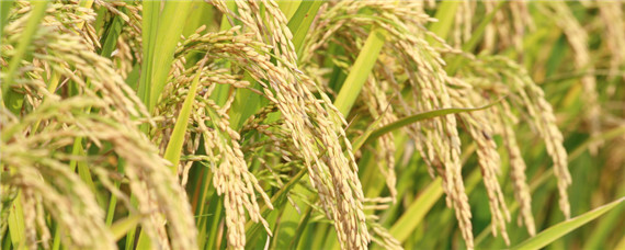 水稻发生褐变穗如何治疗