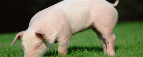 猪闻到什么味容易得病？什么气味对猪致命