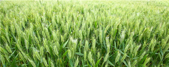 小麦苗叶色异常是什么原因