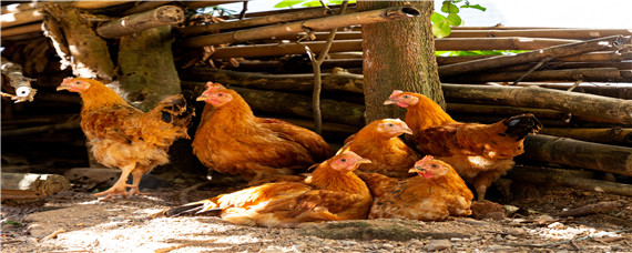 鸡舍如何预防禽流感