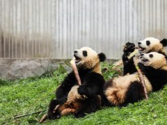 四川发现褪色小熊猫！褪色原因是什么？大熊猫为什么是国宝？
