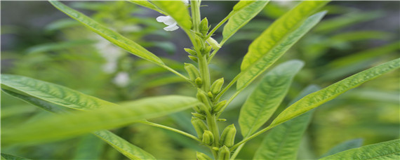 芝麻为什么不能连作重茬