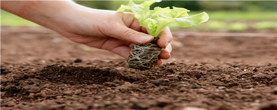 大棚土壤如何改良？大棚土壤生锈发红原因及改良措施