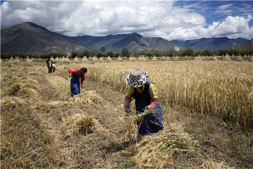 中国农民丰收节-摄图网