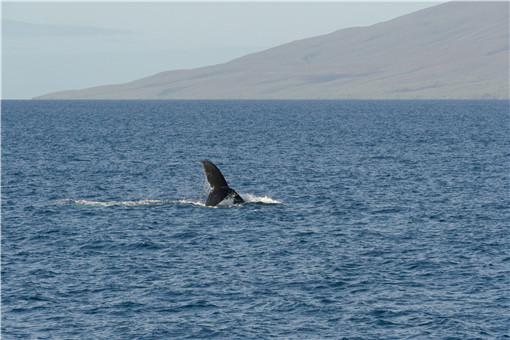 澳大利亚海滩数百头鲸鱼搁浅-摄图网