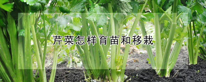 芹菜怎样育苗和移栽