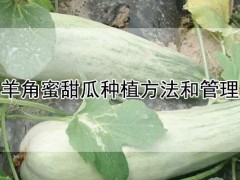 羊角蜜最容易上什么病？羊角蜜甜瓜种植方法和管理