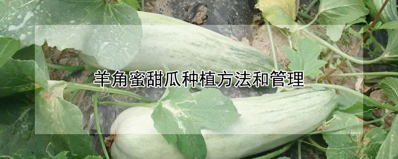 羊角蜜甜瓜种植方法和管理