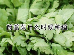 筒篙菜什么时候种植？茼蒿菜的种植方法及注意事项