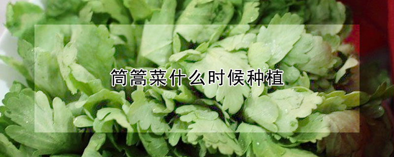 筒篙菜什么时候种植