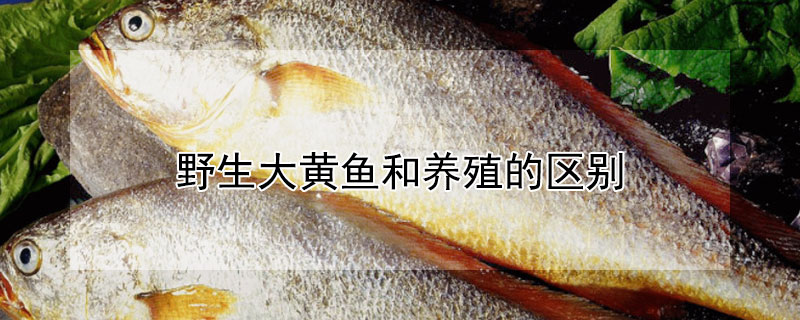 野生大黄鱼和养殖的区别