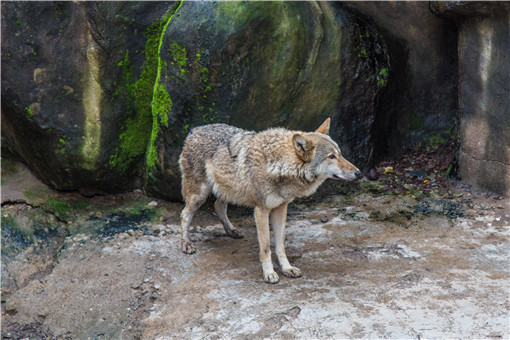 动物园喂狼吃草游客被列入黑名单-摄图网