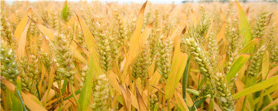 关中适合种的小麦新品种