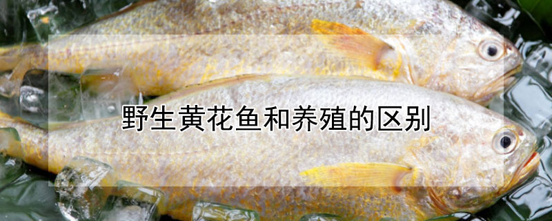 野生黄花鱼和养殖的区别