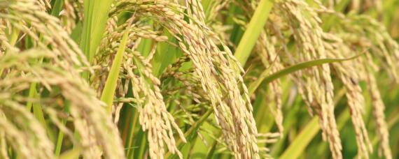 水稻抽穗期水层管理