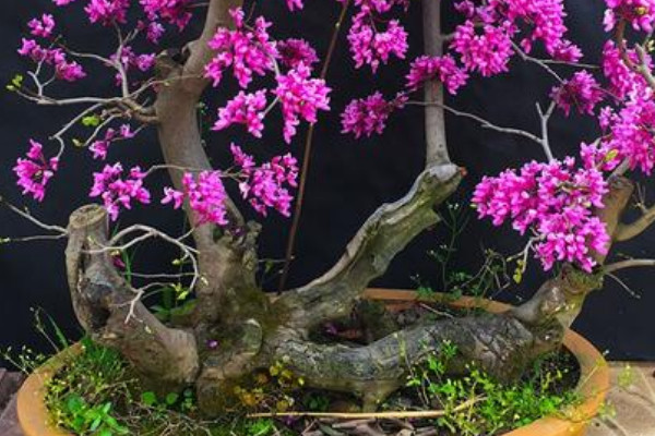 紫荆盆景怎么养殖