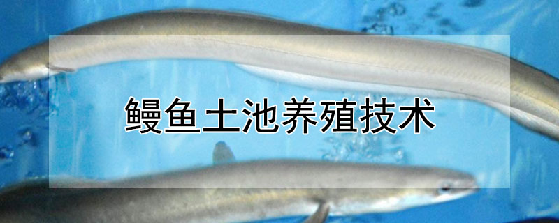 鳗鱼土池养殖技术