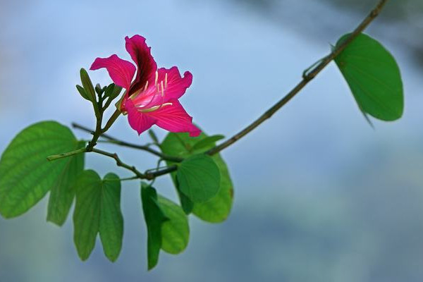 紫荆花能长多高