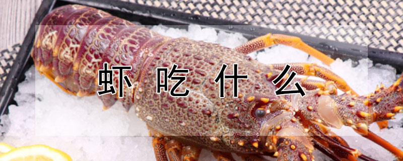 虾吃什么