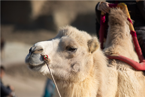 甘肃发现首例白化野骆驼-摄图网