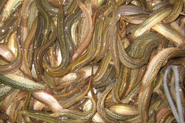 泥鳅饲养与繁殖