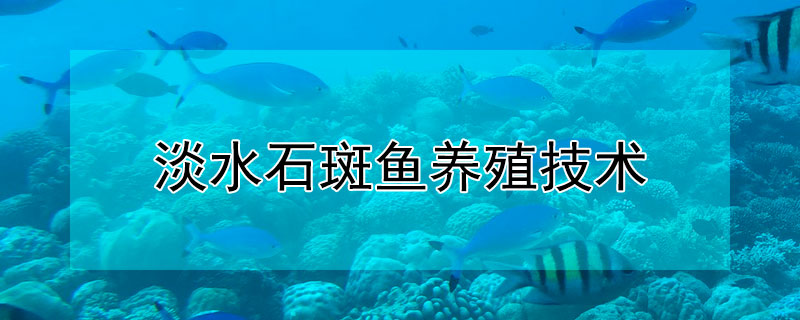 淡水石斑鱼养殖技术