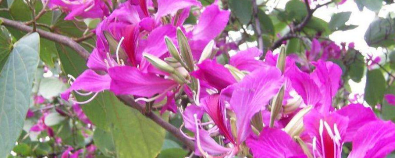 紫荆花可以种在院子里吗