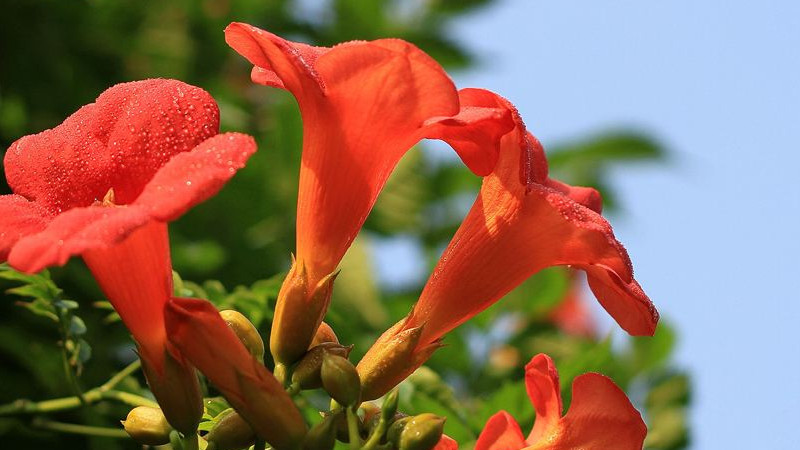 凌霄花可以水培吗