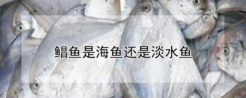 鲳鱼是海鱼还是淡水鱼