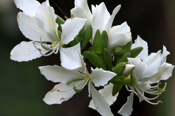 白色紫荆花叫什么