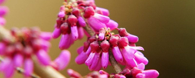 紫荆花是什么花