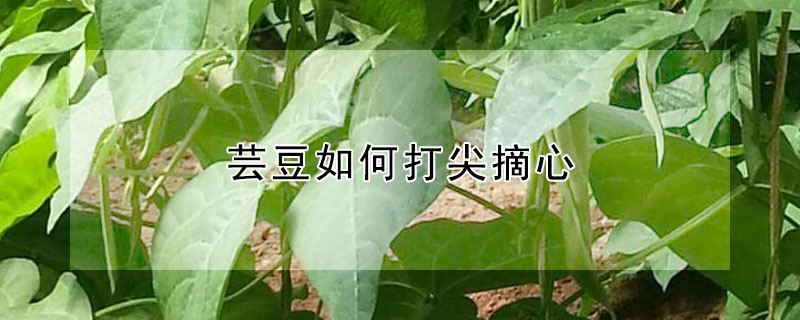 芸豆怎么打尖摘心？芸豆如何打尖摘心