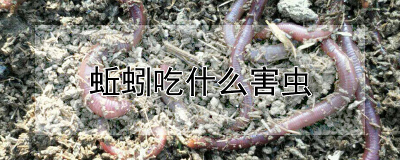 盘点蚯蚓吃什么食物?蚯蚓吃什么食物